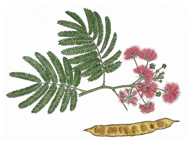 Illustration of mimosa leaves, flowers, fruit.