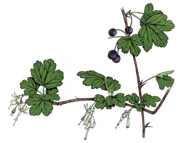 Illustration of Missouri gooseberry leaves, flowers, fruits