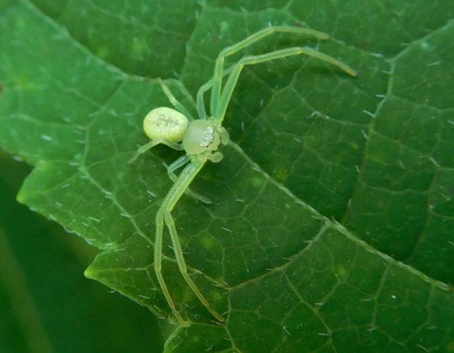 Photo of a green crab spider on a leaf