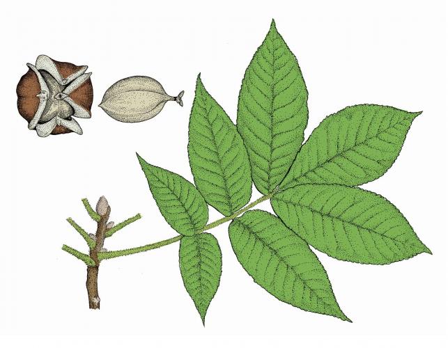Illustration of mockernut hickory leaf, fruit.