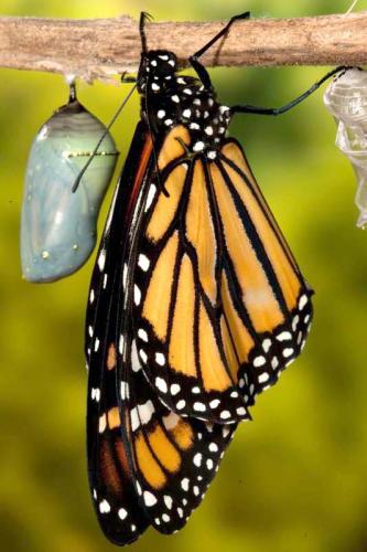 Monarch butterfly drying wings next to a chrysalis