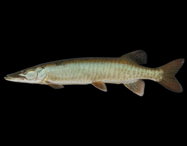 Muskellunge side view photo with black background