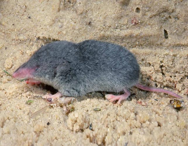 Least shrew on a wet sandy surface that resembles a shoreline