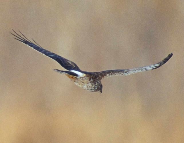 Photo of a female northern harrier in flight, seen from behind