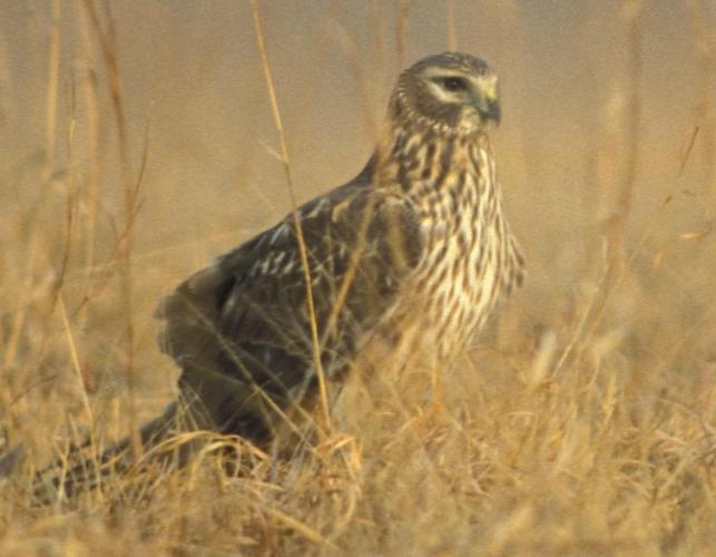 Photo of a female northern harrier standing on the ground
