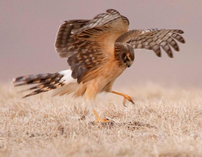 Photo of a juvenile northern harrier just above ground, reaching to grasp something with its feet