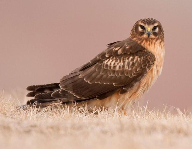 Photo of a juvenile northern harrier standing on the ground