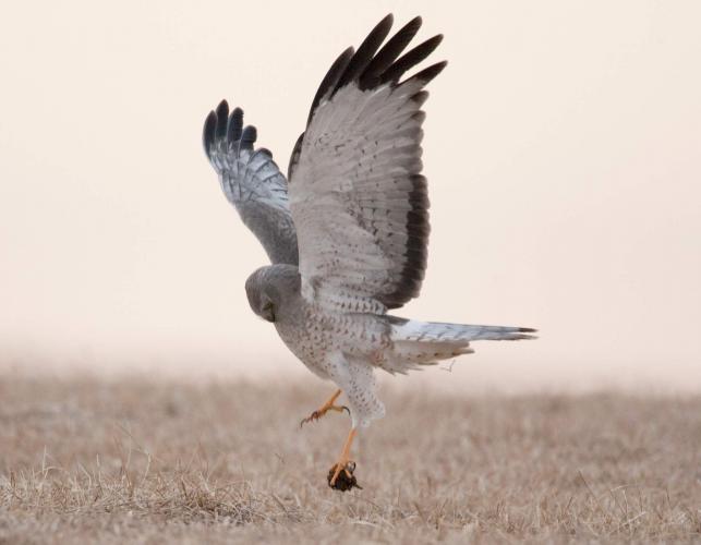 Photo of a male northern harrier in flight, grasping something with its feet