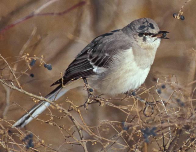 Photo of a northern mockingbird perched on a branch eating a berry.
