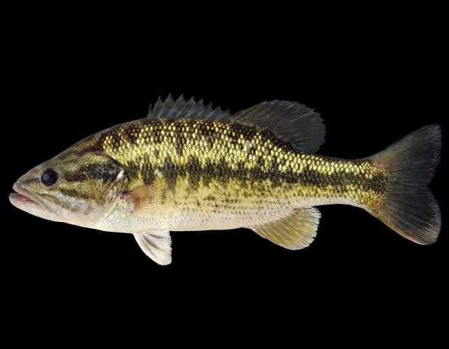 Spotted bass side view photo with black background