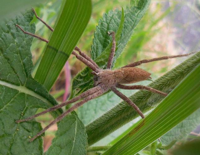 Photo of a nursery web spider on a plant