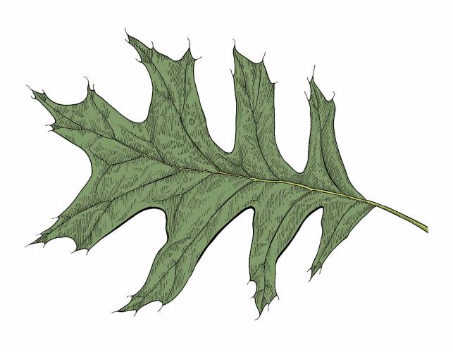 Illustration of Nuttall’s oak leaf.