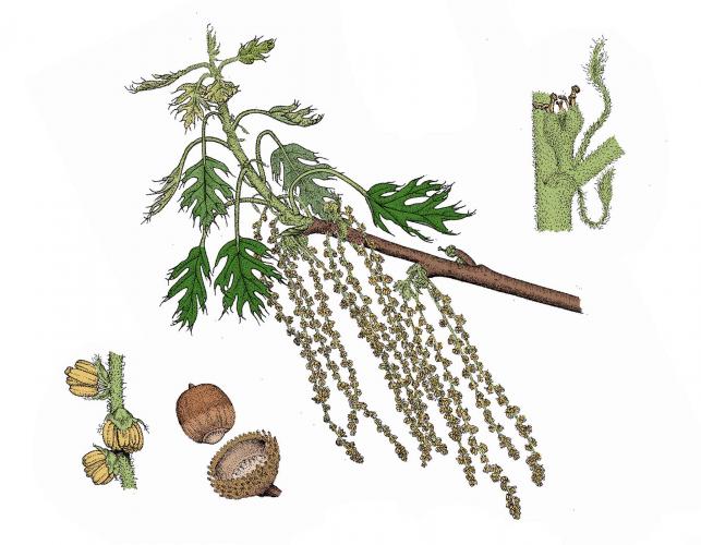 Illustration of oak flowers and catkins, male and female.