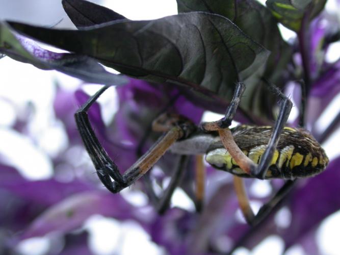 Photo of a skinny old black-and-yellow garden spider resting under a leaf