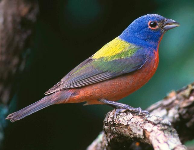 Photo of a male painted bunting, side view.