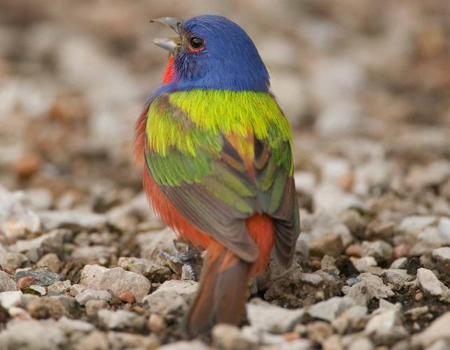Photo of a male painted bunting, viewed from the back.