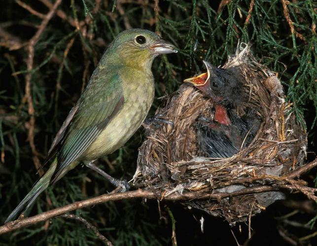 Photo of a female painted bunting feeding her begging young in the nest.