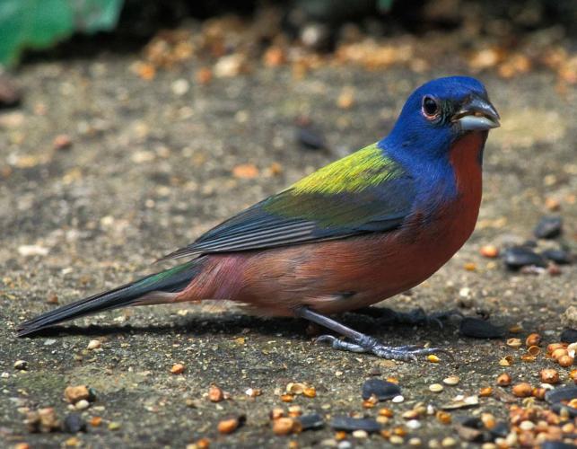 Photo of a male painted bunting eating birdseed at a feeding station.