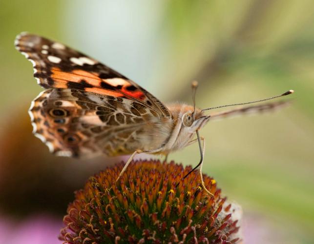 Photo of a painted lady butterfly nectaring on a coneflower, wings spread, viewed from front