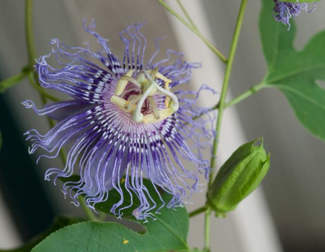 Photo of passion flower and bud.