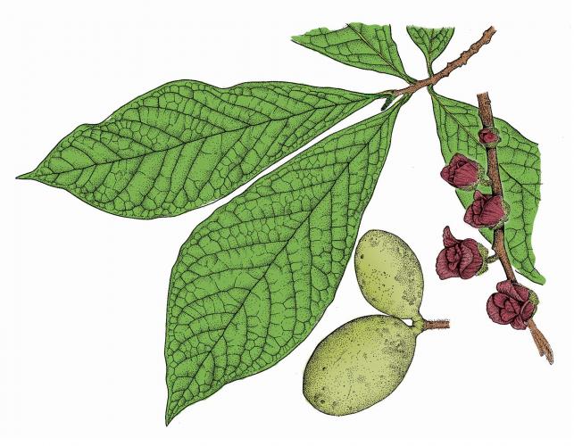Illustration of pawpaw leaves, flowers, fruits.