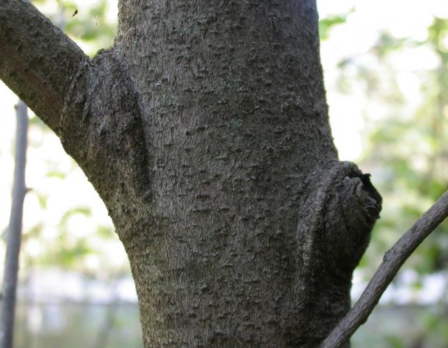 Photo of pawpaw tree bark showing warty blotches.