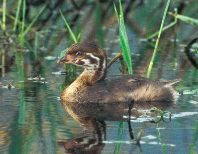 Photo of a juvenile pied-billed grebe.