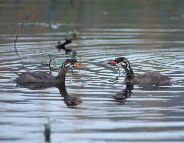 Photo of two juvenile pied-billed grebes.