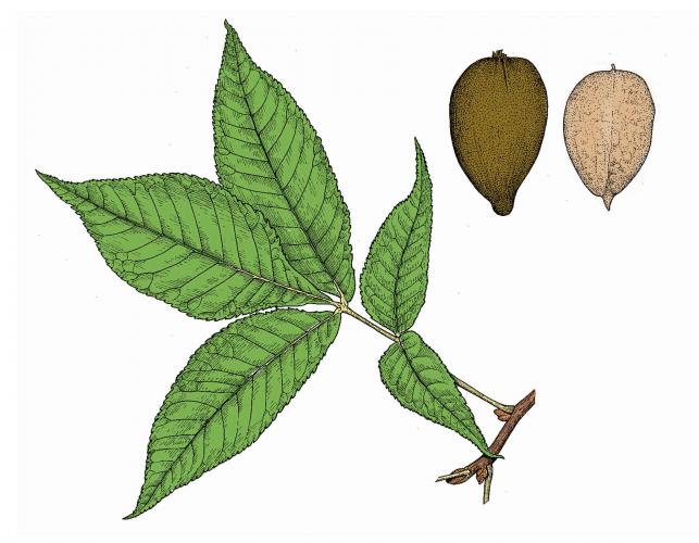 Illustration of pignut hickory leaf and fruits.