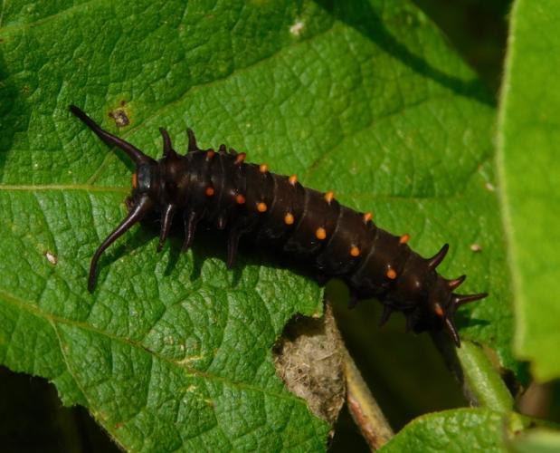 Photo of a pipevine swallowtail larva on a pipevine leaf