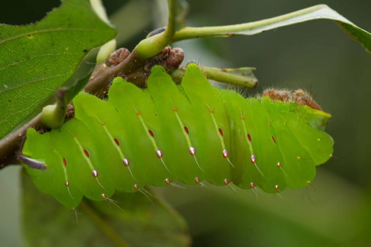 Polyphemus Moth Caterpillar 