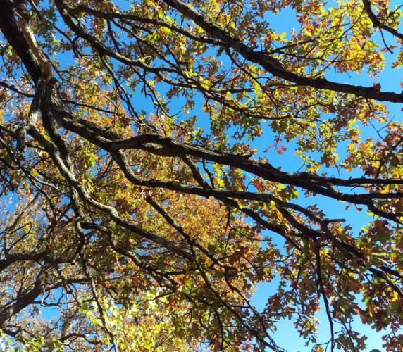 Photo looking skyward at post oak branches in autumn.
