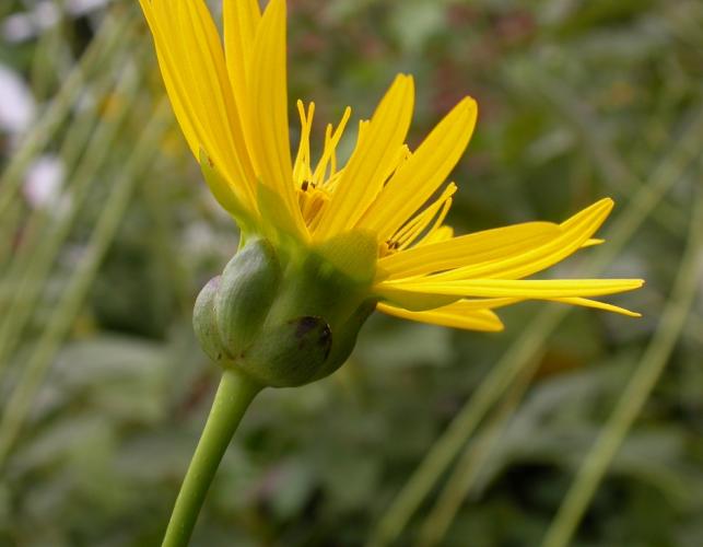 Photo of a prairie dock flowerhead, viewed from the side