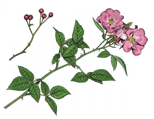 Illustration of prairie rose leaves, flowers, fruits.