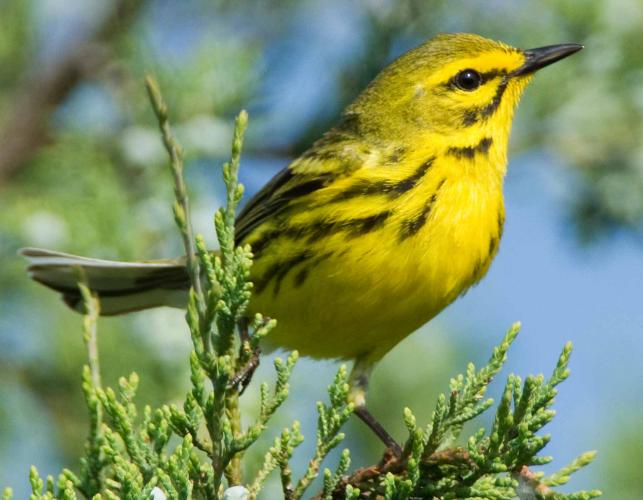 Photo of a prairie warbler perched on a red cedar sprig