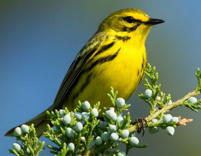 Photo of a prairie warbler perched on a branch of red cedar
