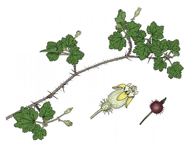 Illustration of prickly gooseberry leaves, flowers, fruits