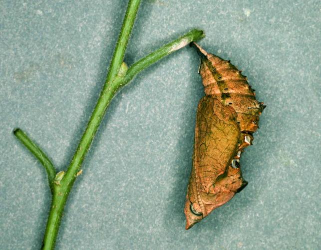 Question mark chrysalis attached to a sugarberry stem