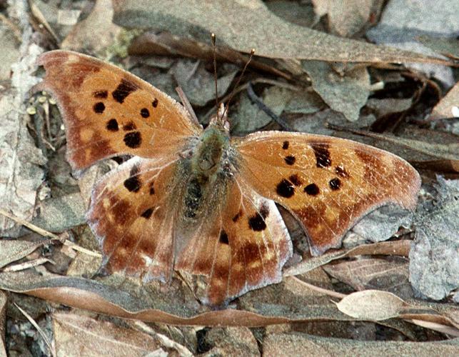 Question mark butterfly with wings spread, showing dorsal surface