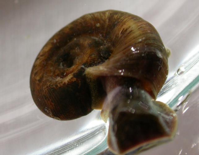 Photo of a ramshorn snail crawling in a water-filled petri dish.