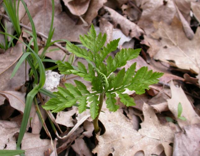 Photo of a rattlesnake fern in early spring