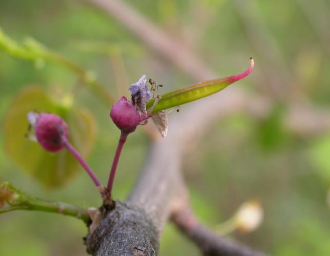 Immature redbud pod forming on remnants of flower