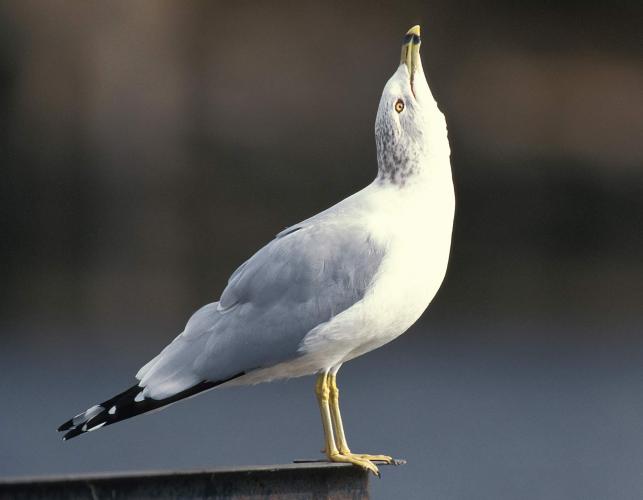 Photo of a ring-billed gull stretching neck.