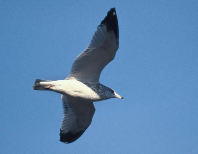 Photo of a ring-billed gull flying.