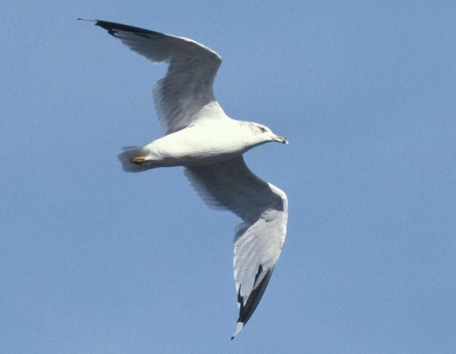 Photo of a ring-billed gull flying against a blue sky.
