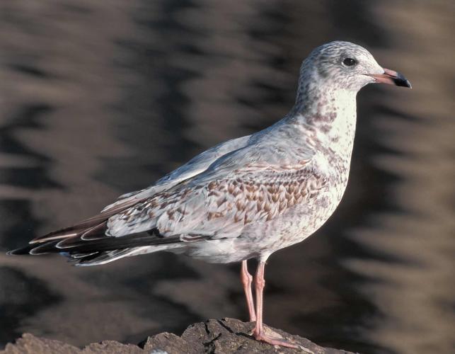 Photo of a juvenile ring-billed gull, standing.