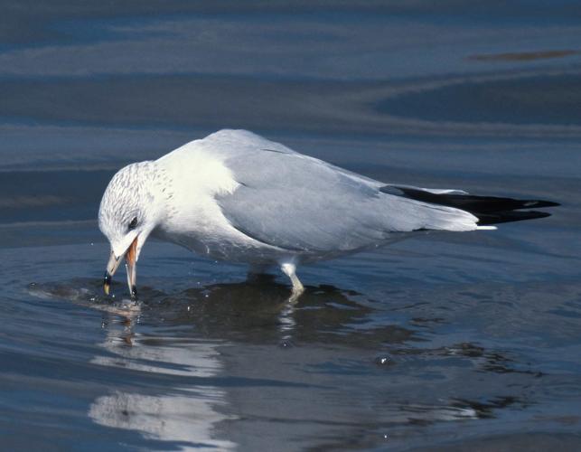 Photo of a ring-billed gull foraging in shallow water.