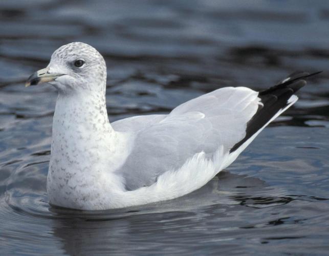 Photo of a ring-billed gull swimming.