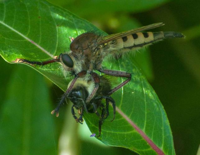 Photo of a robber fly holding a bumblebee, eating it