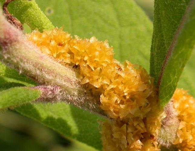 Closeup of rope dodder flower clusters